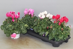 Cyclamen Super Serie Xl 13Ø 30cm