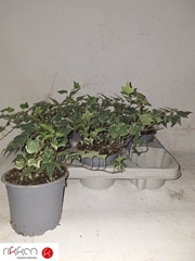Hedera Helix White Ripple 12Ø 20cm