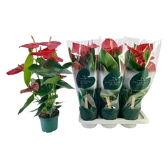 Anthurium Oregon 17Ø 70cm