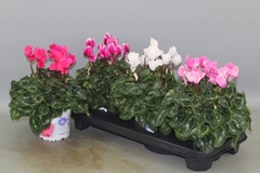 Cyclamen Super Serie Xl 13Ø 30cm