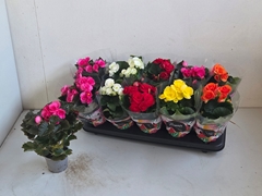 Begonia Double Mix 9Ø 25cm