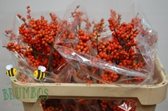 Ilex Verticillata Winter Gold 70cm