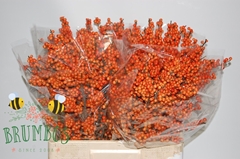 Ilex Verticillata Winter Gold 60cm