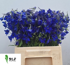 Delphinium Single Volkerfrieden 40cm