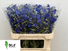 Delphinium Single Volkerfrieden 75cm