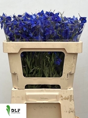Delphinium Single Volkerfrieden 50cm