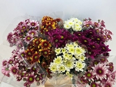 Chrysanth Spray Mix 65cm 230gr.