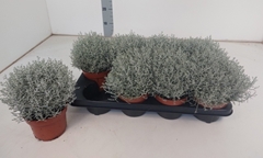 Leucophyta Brownii Whimsy Silver 13Ø 20cm