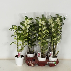 Dendrobium Star Class Apollon 12Ø 60cm 2st