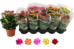 Kalanchoe Double Rosaline Mix 12Ø 27cm