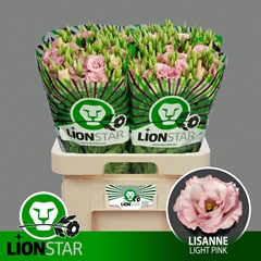 Eustoma Double Lisanne Light Pink 70cm