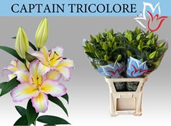 Lily Oriental Captain Tricolore 90cm 5+