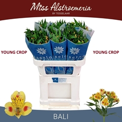 Alstroemeria Bali 75cm 55gr.