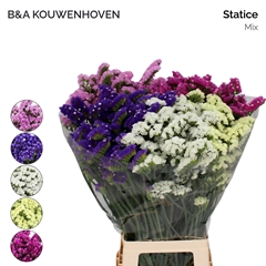 Limonium Sinuatum Mix 75cm 30gr.