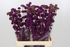 Callicarpa Bodinieri Giraldii 70cm