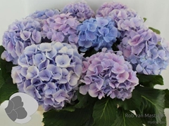 Hydrangea Verena Blue 80cm 18-20cm Hd