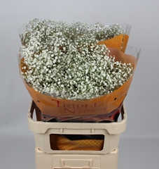 Gypsophila Paniculata Xlence 80cm 30gr.