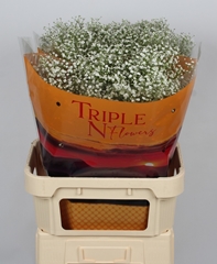 Gypsophila Paniculata Zinzi Discovery 80cm 25gr.