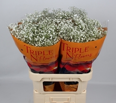 Gypsophila Paniculata Xlence 70cm 15gr.