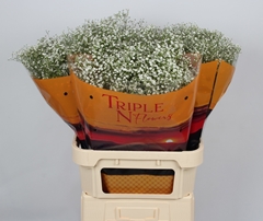 Gypsophila Paniculata Zinzi Discovery 80cm 20gr.