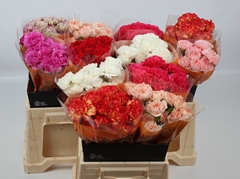 Dianthus Single Mix 40cm