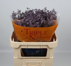 Limonium Safora Lilac 70cm 25gr.