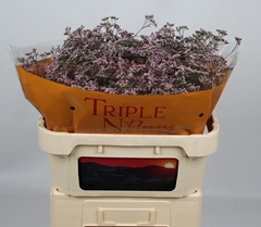 Limonium Safora Oshi Pink 70cm 20gr.