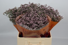 Limonium Safora Oshi Pink 60cm 20gr.