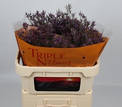 Limonium Safora Dark Blue 70cm 20gr.