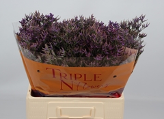 Limonium Safora Dark Blue 60cm 15gr.