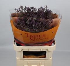 Limonium Safora Dark Blue 80cm 35gr.