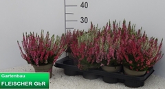 Calluna Garden Girls Trio Girls 13Ø 30cm