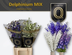 Delphinium Double Mix 60cm