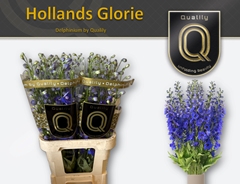 Delphinium Double Delphis Holland Glorie 80cm