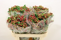 Hypericum Magical Seasons 70cm