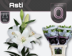 Lily La Asti 95cm 5+