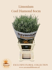 Limonium Sinense Cool Diamond 80cm 40gr.