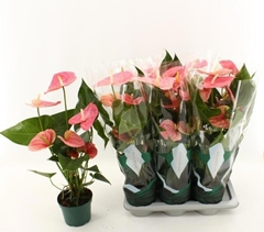 Anthurium Colorado 17Ø 70cm