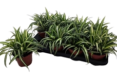 Chlorophytum Variegatum 13Ø 25cm