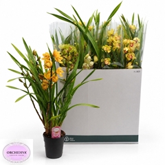Cymbidium Mixed 14Ø 85cm 4st