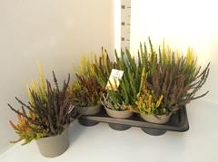 Calluna Garden Girls Trio Girls 17Ø 30cm