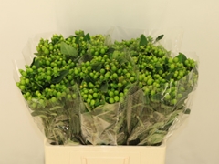 Hypericum Magical Green Power 50cm