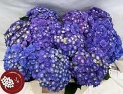 Hydrangea Royal Kiss 65cm 14-16cm Hd