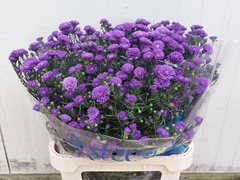 Aster Astee Dark Milka 80cm 35gr.