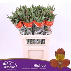 Alstroemeria Hiphop 75cm 55gr.