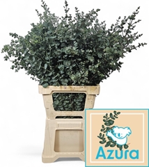 Eucalyptus Gunnii Azura 85cm