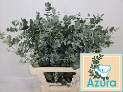 Eucalyptus Gunnii Azura 65cm