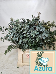 Eucalyptus Gunnii Azura 55cm