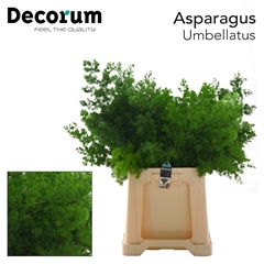 Asparagus Umbellatus 70cm