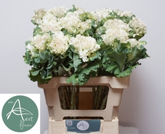 Brassica Crane Ruffle White 60cm